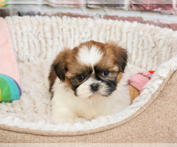 Medium Photo #3 Shih Tzu Puppy For Sale in SYRACUSE, IN, USA