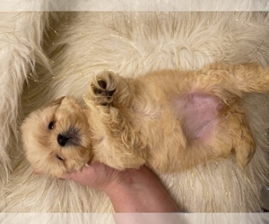 Shih Tzu Puppy for sale in HAYWARD, CA, USA
