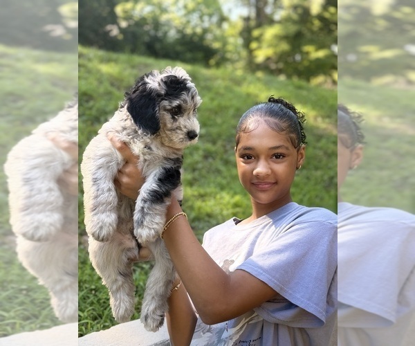 Medium Photo #6 Sheepadoodle Puppy For Sale in CLEMSON, SC, USA