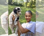 Small Photo #11 Sheepadoodle Puppy For Sale in CLEMSON, SC, USA