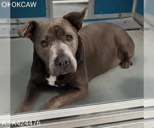 American Pit Bull Terrier Dogs for adoption in Oklahoma City, OK, USA