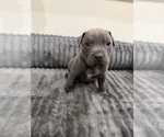 Small American Pit Bull Terrier