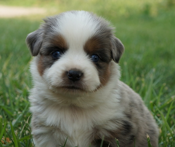 Medium Photo #3 Australian Shepherd Puppy For Sale in LOMA, CO, USA