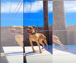 Small Photo #1 American Bulldog Puppy For Sale in LANCASTER, CA, USA