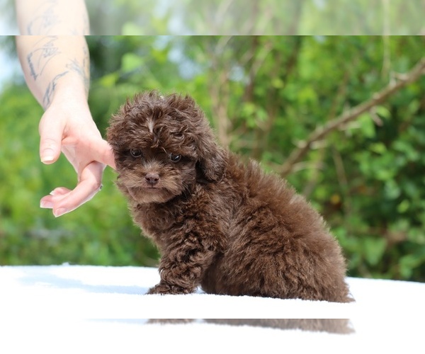 Medium Photo #21 ShihPoo Puppy For Sale in DYERSBURG, TN, USA