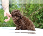 Small #20 ShihPoo