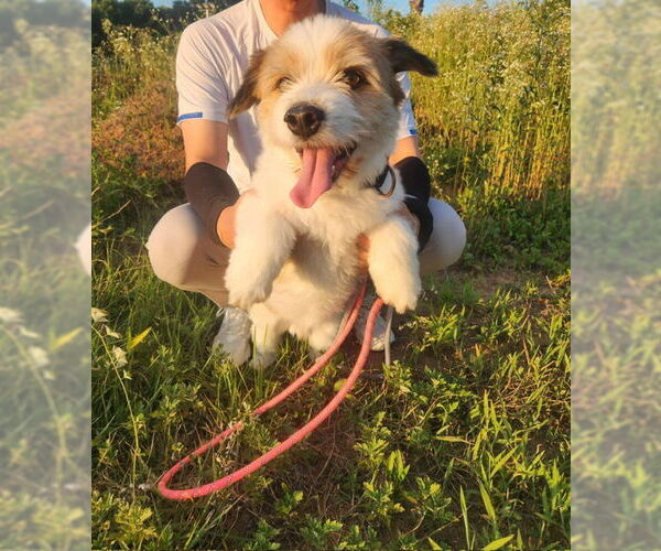 Medium Photo #1 Pembroke Welsh Corgi-Unknown Mix Puppy For Sale in Agoura Hills, CA, USA
