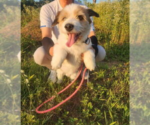 Pembroke Welsh Corgi-Unknown Mix Dogs for adoption in Agoura Hills, CA, USA