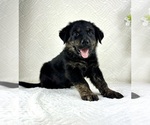 Small #3 Golden Shepherd