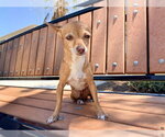 Small #1 Chihuahua