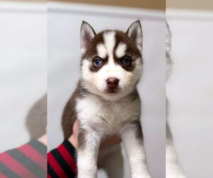 Siberian Husky Dogs for adoption in Matawan, NJ, USA