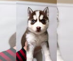 Small Siberian Husky