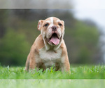 Small #8 Bulldog