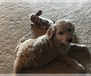 Goldendoodle Puppy for sale in MECHANICSBURG, PA, USA