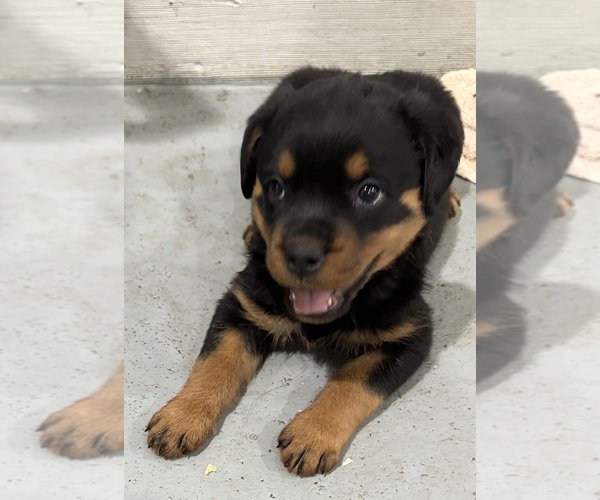 Medium Photo #4 Rottweiler Puppy For Sale in BRIGHTON, CO, USA