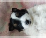 Small #2 Pomsky