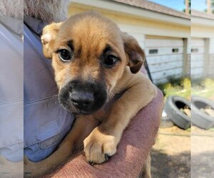 Black Mouth Cur-Unknown Mix Dogs for adoption in Grafton, WI, USA