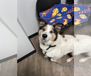 Mutt Dogs for adoption in Aurora, IL, USA