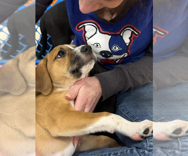 Medium Photo #16 Mutt Puppy For Sale in Wenonah, NJ, USA