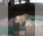 Small Photo #13 Dachshund Puppy For Sale in HAMILTON, MO, USA