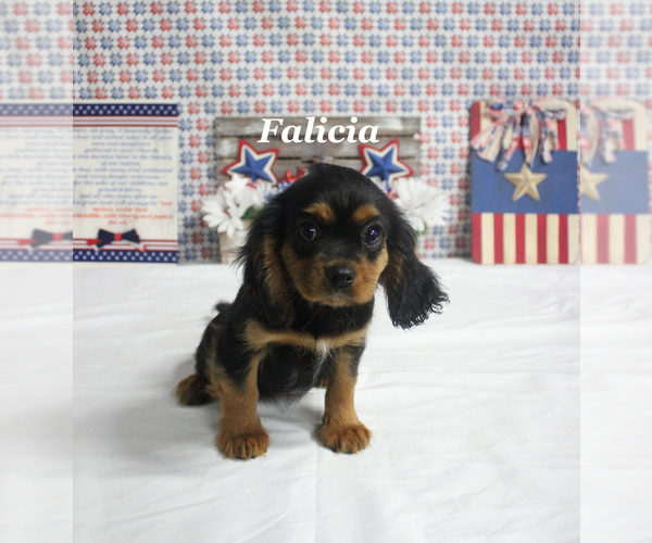 Medium Photo #3 Cavalier King Charles Spaniel Puppy For Sale in CHANUTE, KS, USA