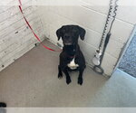 Small #1 Labrador Retriever Mix