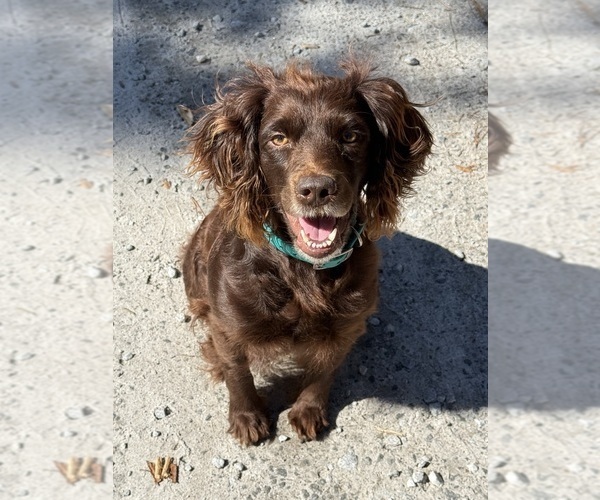 Medium Photo #1 Boykin Spaniel Puppy For Sale in PROSPERITY, SC, USA