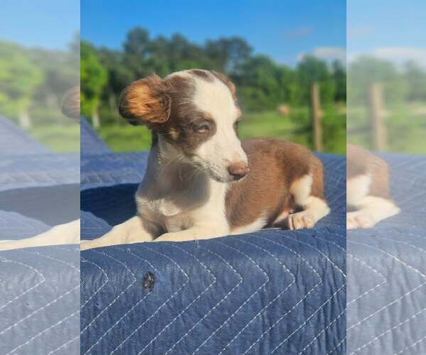 Medium Photo #2 Australian Shepherd-Chihuahua Mix Puppy For Sale in Wakefield, RI, USA