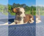 Small #1 Australian Shepherd-Chihuahua Mix