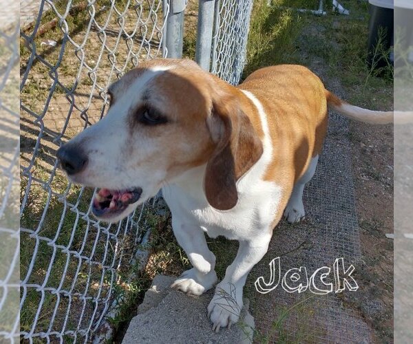 Medium Photo #5 Beagle Puppy For Sale in Apple Valley, CA, USA