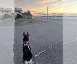 Small #11 German Shepherd Dog Mix