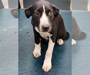 Labrador Retriever-Unknown Mix Dogs for adoption in Mobile, AL, USA