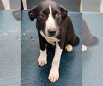 Small Labrador Retriever Mix