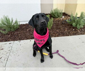 Labrador Retriever Dogs for adoption in Clovis, CA, USA