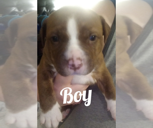 Bullypit Puppy for sale in CLINTON TOWNSHIP, MI, USA