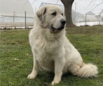 Small Photo #1 Great Pyrenees Puppy For Sale in HUBBARD, IA, USA
