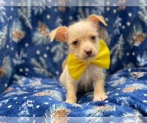Chipin Puppy for sale in LAKELAND, FL, USA