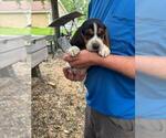 Puppy Puppy 4 Beagle