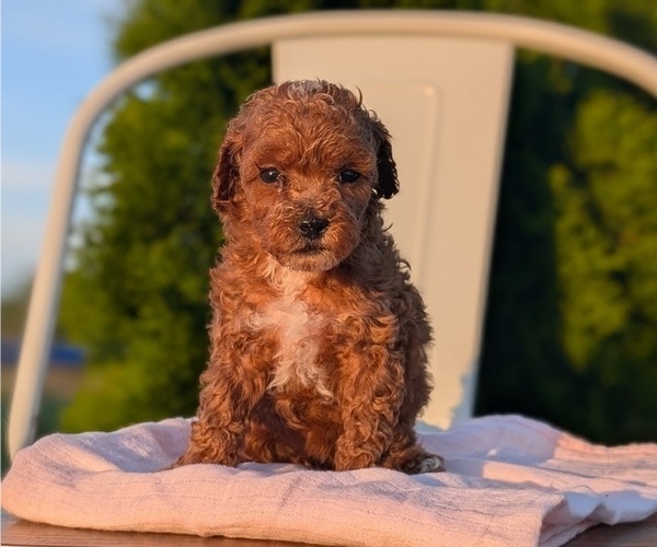 Medium Photo #28 Poodle (Miniature) Puppy For Sale in GOSHEN, IN, USA