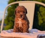 Small Photo #28 Poodle (Miniature) Puppy For Sale in GOSHEN, IN, USA