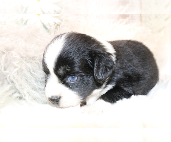 Medium Photo #5 Australian Shepherd Puppy For Sale in STAFFORD, VA, USA