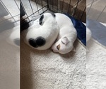 Small #9 Jack Russell Terrier