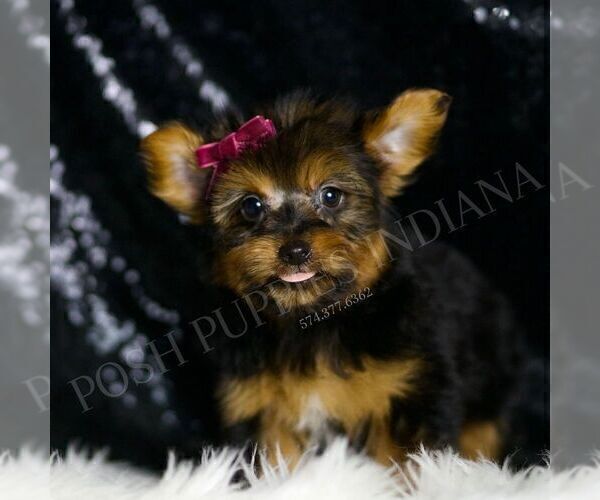 Medium Photo #5 Yorkshire Terrier Puppy For Sale in WARSAW, IN, USA