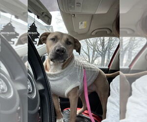 American Pit Bull Terrier-Labrador Retriever Mix Dogs for adoption in East Derry, NH, USA