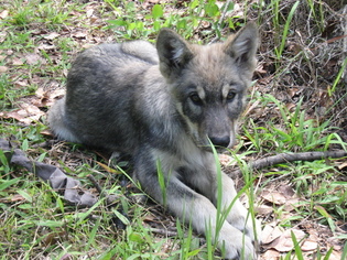 Wolf Hybrid Puppy for sale in MULBERRY, FL, USA