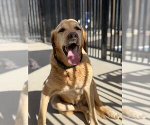 Labrador Retriever Dogs for adoption in Santa Maria, CA, USA