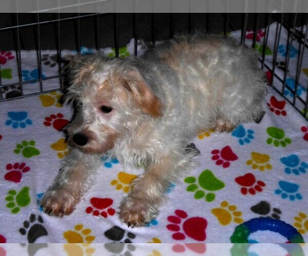 Medium Photo #13 Schnoodle (Miniature) Puppy For Sale in ORO VALLEY, AZ, USA