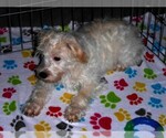 Small #12 Schnoodle (Miniature)