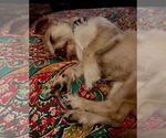 Small #5 Mutt