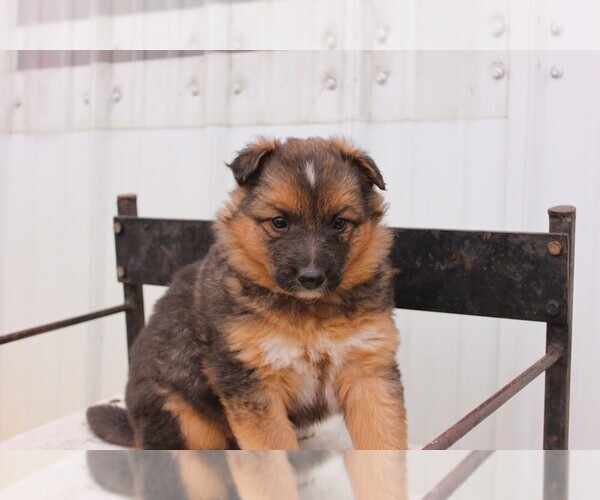 Medium Photo #4 Shollie Puppy For Sale in PENNVILLE, IN, USA